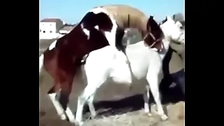 Animals making love